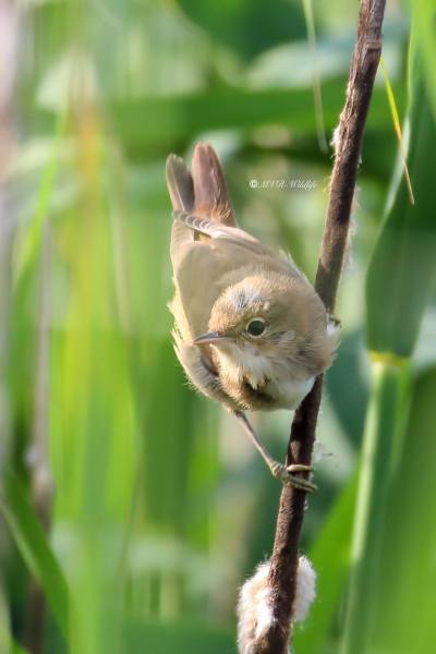 B65A1570-Kleine-Karekiet-European-Reed-Warbler-Teichrohrsanger-Rousserolle-Effarvatte-Carricero-Comun_1