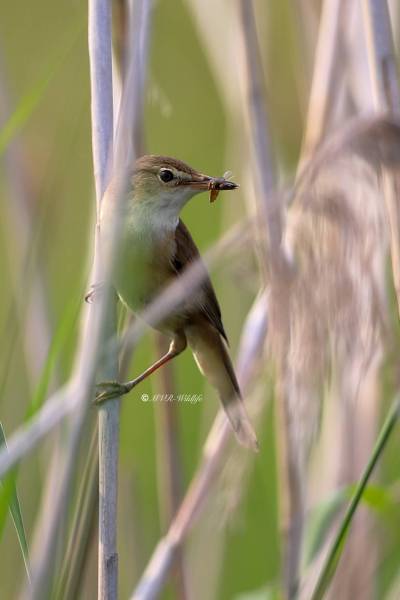 B65A3094-Kleine-Karekiet-European-Reed-Warbler-Teichrohrsanger-Rousserolle-Effarvatte-Carricero-Comun_1