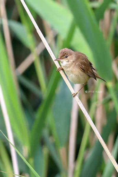 B65A5580-Kleine-Karekiet-European-Reed-Warbler-Teichrohrsanger-Rousserolle-Effarvatte-Carricero-Comun_1