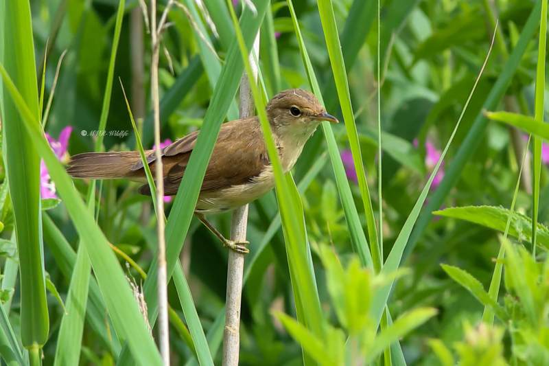 B65A5888-Kleine-Karekiet-European-Reed-Warbler-Teichrohrsanger-Rousserolle-Effarvatte-Carricero-Comun_1