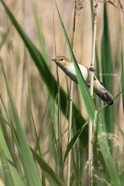 B65A6654-Kleine-Karekiet-European-Reed-Warbler-Teichrohrsanger-Rousserolle-Effarvatte-Carricero-Comun_1