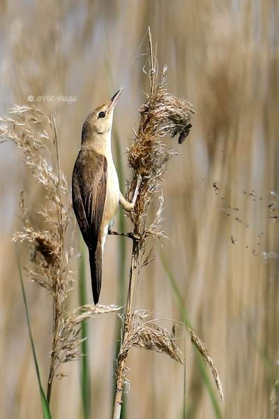 B65A6671-Kleine-Karekiet-European-Reed-Warbler-Teichrohrsanger-Rousserolle-Effarvatte-Carricero-Comun_1