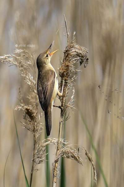 B65A6673-Kleine-Karekiet-European-Reed-Warbler-Teichrohrsanger-Rousserolle-Effarvatte-Carricero-Comun_1