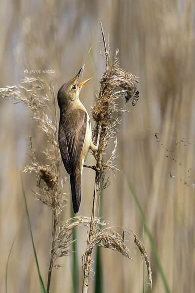 B65A6673-Kleine-Karekiet-European-Reed-Warbler-Teichrohrsanger-Rousserolle-Effarvatte-Carricero-Comun_1