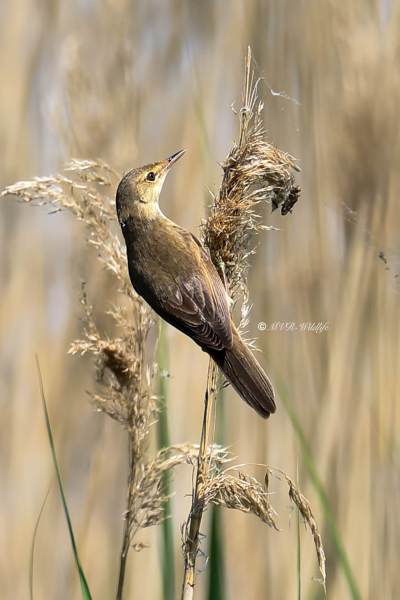B65A6677-Kleine-Karekiet-European-Reed-Warbler-Teichrohrsanger-Rousserolle-Effarvatte-Carricero-Comun_1