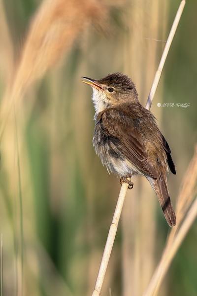 B65A8036-Kleine-Karekiet-European-Reed-Warbler-Teichrohrsanger-Rousserolle-Effarvatte-Carricero-Comun_1