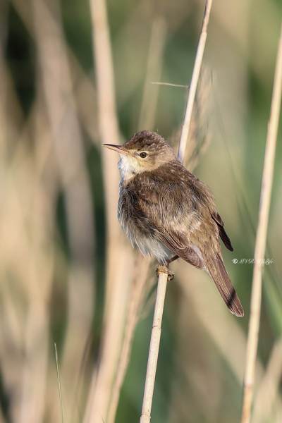 B65A8059-Kleine-Karekiet-European-Reed-Warbler-Teichrohrsanger-Rousserolle-Effarvatte-Carricero-Comun_1