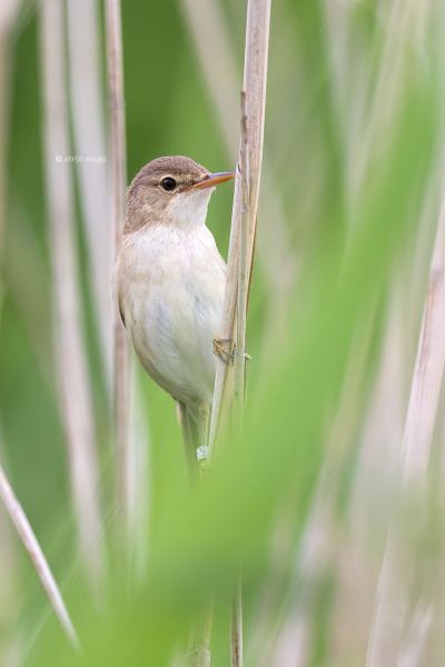 BR8A2560-Kleine-Karekiet-European-Reed-Warbler-Teichrohrsanger-Rousserolle-Effarvatte-Carricero-Comun_1