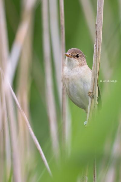 BR8A2562-Kleine-Karekiet-European-Reed-Warbler-Teichrohrsanger-Rousserolle-Effarvatte-Carricero-Comun_1