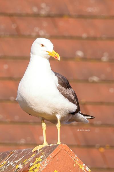 BR8A3476-Kleine-Mantelmeeuw-Lesser-Black-backed-Heringsmowe-Goeland-brun-Gaviota-sombria_1