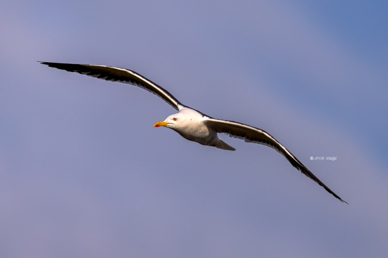 BR8A3507-Kleine-Mantelmeeuw-Lesser-Black-backed-Heringsmowe-Goeland-brun-Gaviota-sombria_1