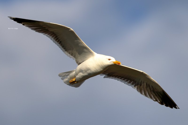 BR8A3692-Kleine-Mantelmeeuw-Lesser-Black-backed-Heringsmowe-Goeland-brun-Gaviota-sombria_1