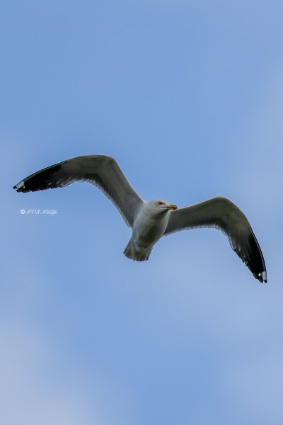 BR8A5669-Kleine-Mantelmeeuw-Lesser-Black-backed-Heringsmowe-Goeland-brun-Gaviota-sombria_1