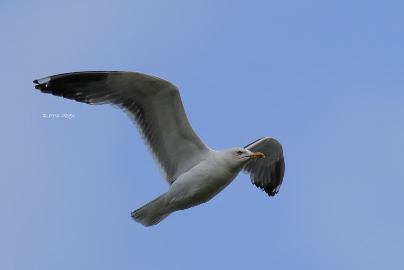 BR8A5673-Kleine-Mantelmeeuw-Lesser-Black-backed-Heringsmowe-Goeland-brun-Gaviota-sombria_1