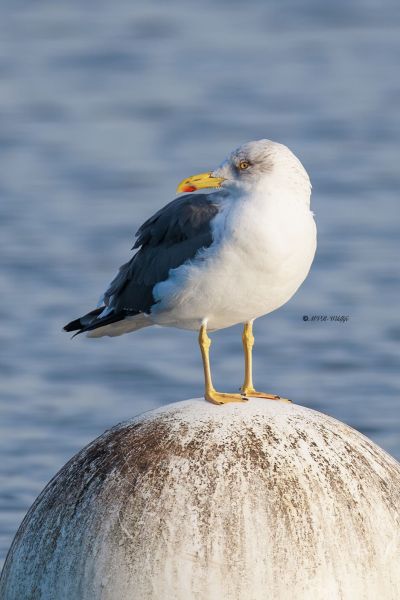 BR8A8624-Kleine-Mantelmeeuw-Lesser-Black-backed-Heringsmowe-Goeland-brun-Gaviota-sombria_1