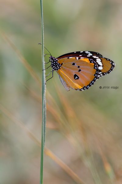 B65A5873-Kleine-Monarchvlinder-Danaus-chrysippus-Plain-Tiger-Kleiner-Monarch-Petit-Monarque-Mariposa-tigre_1