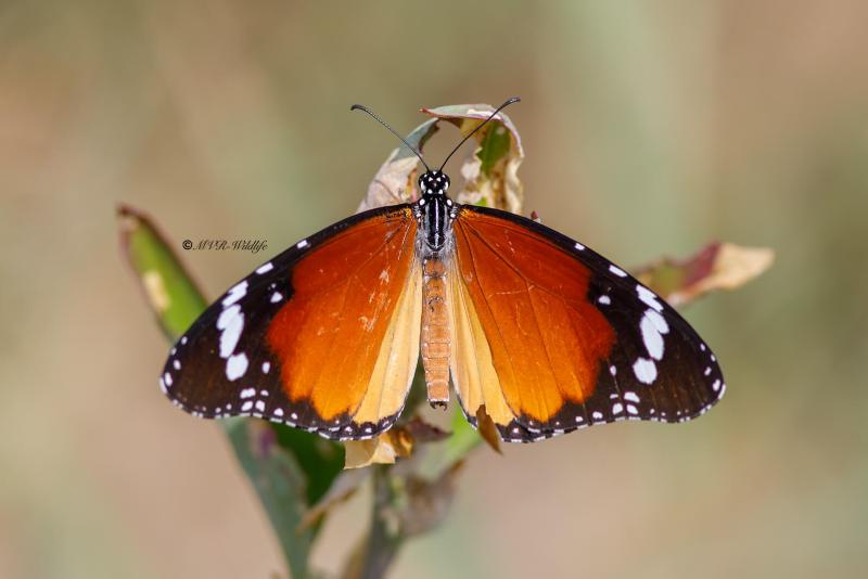 B65A5932-Kleine-Monarchvlinder-Danaus-chrysippus-Plain-Tiger-Kleiner-Monarch-Petit-Monarque-Mariposa-tigre_1