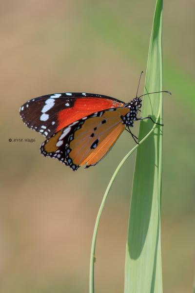 B65A5955-Kleine-Monarchvlinder-Danaus-chrysippus-Plain-Tiger-Kleiner-Monarch-Petit-Monarque-Mariposa-tigre_1