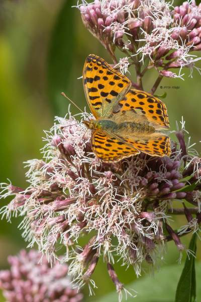 5X8A9497-Kleine-parelmoervlinder-Issoria-lathonia-Queen-of-Spain-Fritillary-Kleiner-Perlmuttfalter-Petit-Nacre-Sofia_1