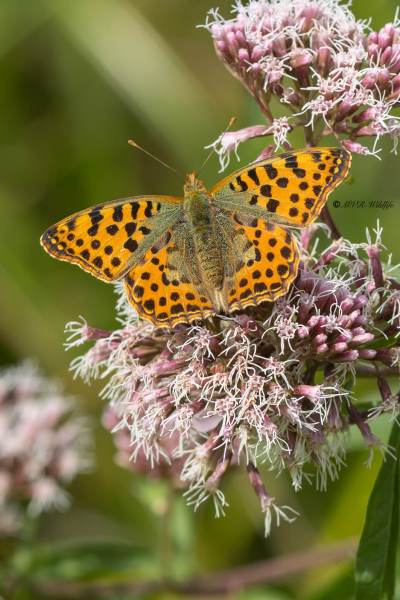 5X8A9503-Kleine-parelmoervlinder-Issoria-lathonia-Queen-of-Spain-Fritillary-Kleiner-Perlmuttfalter-Petit-Nacre-Sofia_1