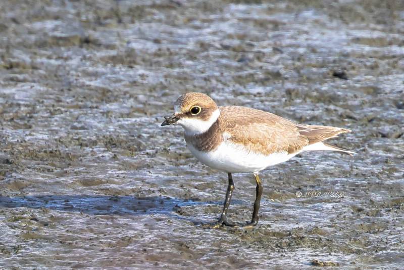 BR8A2167-Kleine-Plevier-Charadrius-dubius-Little-Ringed-Plover-Flussregenpfeifer-Pluvier-petit-gravelot-Chorlitejo-chico_1