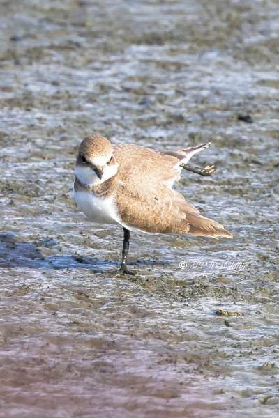 BR8A2169-Kleine-Plevier-Charadrius-dubius-Little-Ringed-Plover-Flussregenpfeifer-Pluvier-petit-gravelot-Chorlitejo-chico_1