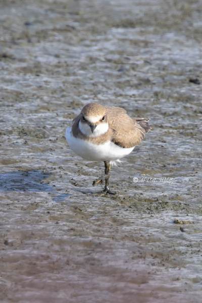 BR8A2170-Kleine-Plevier-Charadrius-dubius-Little-Ringed-Plover-Flussregenpfeifer-Pluvier-petit-gravelot-Chorlitejo-chico_1