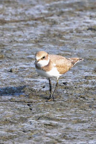 BR8A2180-Kleine-Plevier-Charadrius-dubius-Little-Ringed-Plover-Flussregenpfeifer-Pluvier-petit-gravelot-Chorlitejo-chico_1
