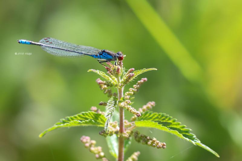 B65A3112-Kleine-Roodoogjuffer-Erythromma-viridulum-Small-Red-eyed-Damselfly-Kleines-Granatauge-Naiade-au-corps-vert_1