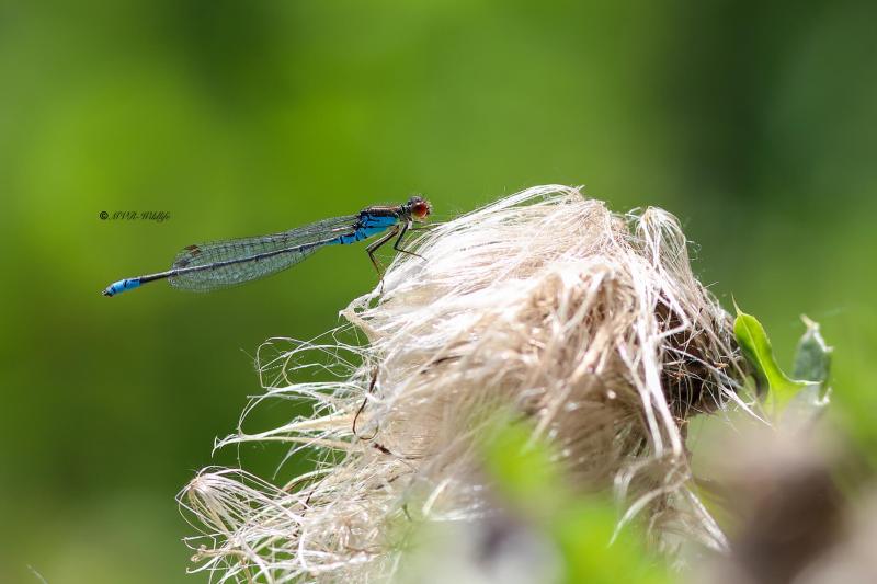 B65A3119-Kleine-Roodoogjuffer-Erythromma-viridulum-Small-Red-eyed-Damselfly-Kleines-Granatauge-Naiade-au-corps-vert_1