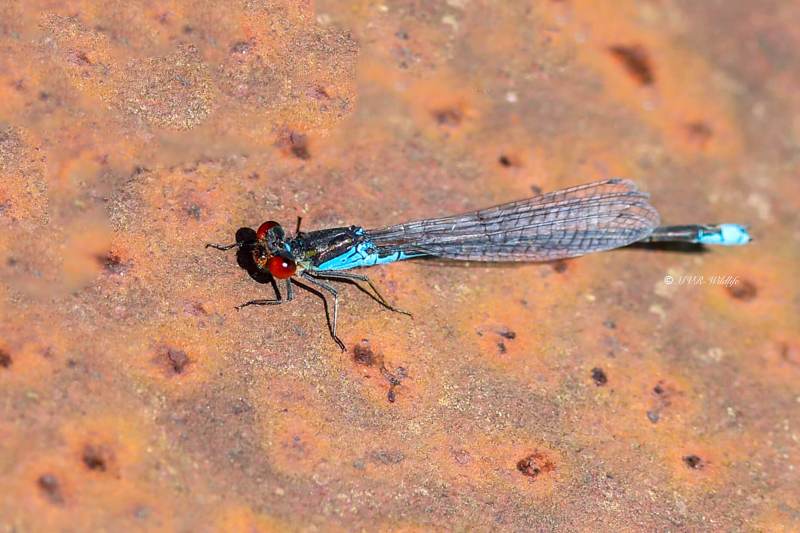 B65A3129-Kleine-Roodoogjuffer-Erythromma-viridulum-Small-Red-eyed-Damselfly-Kleines-Granatauge-Naiade-au-corps-vert_1