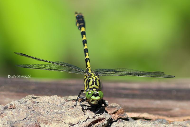 B65A2447-Kleine-Tanglibel-Onychogomphus-forcipatus-Small-Pincertail-Kleine-Zangenlibelle-Gomphus-a-pinces_1