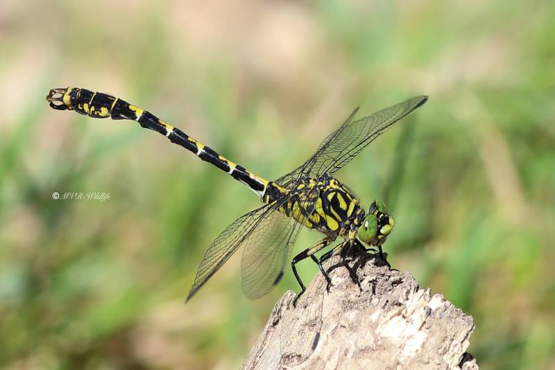 B65A2454-Kleine-Tanglibel-Onychogomphus-forcipatus-Small-Pincertail-Kleine-Zangenlibelle-Gomphus-a-pinces_1