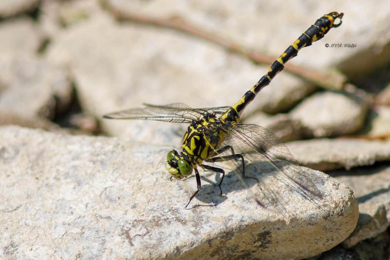B65A4439-Kleine-Tanglibel-Onychogomphus-forcipatus-Small-Pincertail-Kleine-Zangenlibelle-Gomphus-a-pinces_1