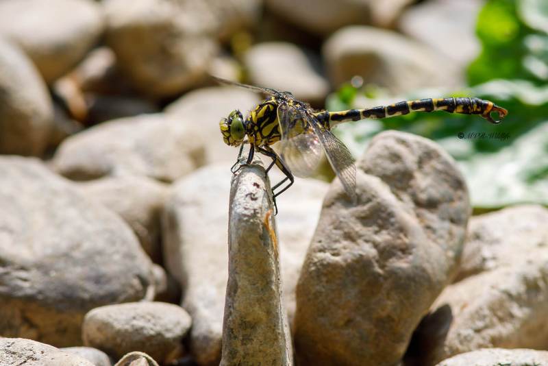 B65A4453-Kleine-Tanglibel-Onychogomphus-forcipatus-Small-Pincertail-Kleine-Zangenlibelle-Gomphus-a-pinces_1