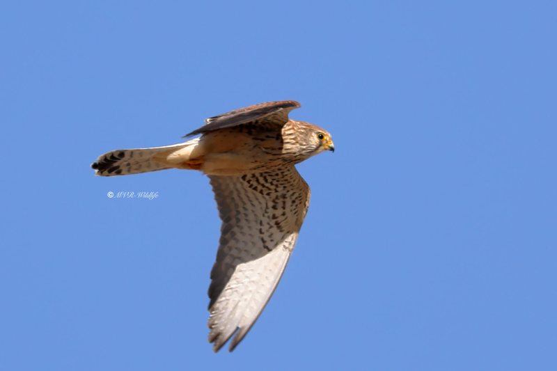 BR8A6459-Kleine-Torenvalk-Lesser-Kestrel-Rotelfalke-Faucon-crecerellette-Cernicalo-primilla_1