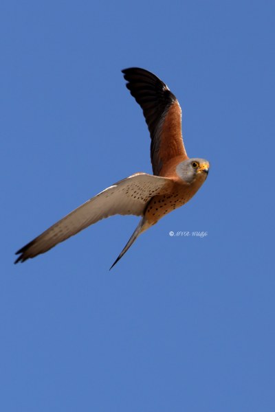 BR8A6585-Kleine-Torenvalk-Lesser-Kestrel-Rotelfalke-Faucon-crecerellette-Cernicalo-primilla_1