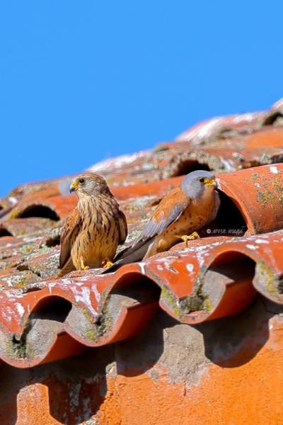 BR8A6626-Kleine-Torenvalk-Lesser-Kestrel-Rotelfalke-Faucon-crecerellette-Cernicalo-primilla_1