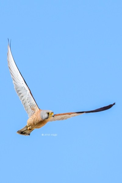 BR8A6653-Kleine-Torenvalk-Lesser-Kestrel-Rotelfalke-Faucon-crecerellette-Cernicalo-primilla_1