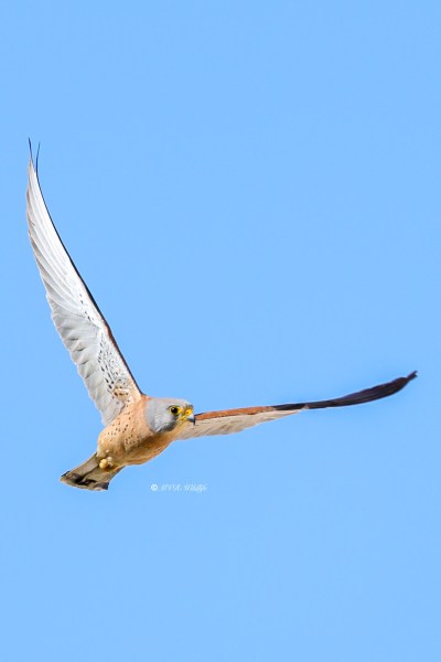 BR8A6653-Kleine-Torenvalk-Lesser-Kestrel-Rotelfalke-Faucon-crecerellette-Cernicalo-primilla_1
