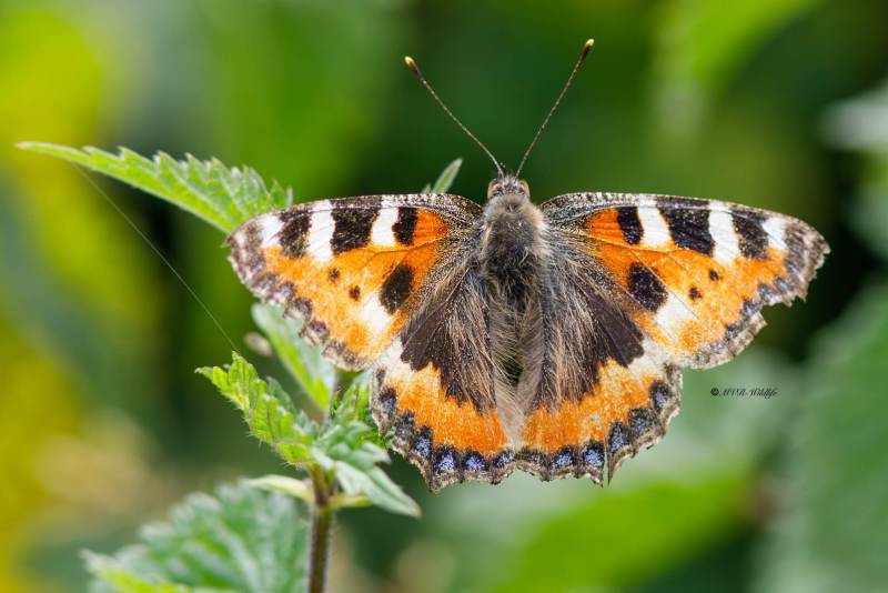 1_B65A4344-Kleine-vos-Aglais-Urticae-Small-Tortoiseshell-Kleiner-Fuchs-La-Petite-Tortue-Petit-renard_1