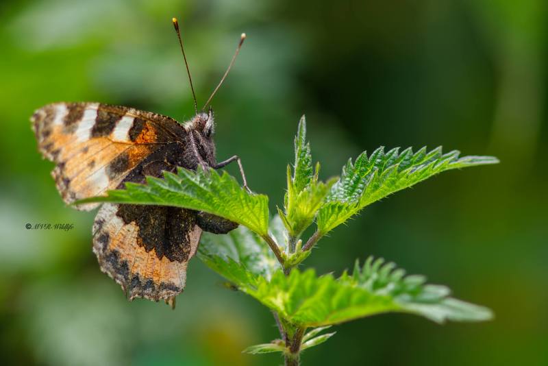 1_B65A4361-Kleine-vos-Aglais-Urticae-Small-Tortoiseshell-Kleiner-Fuchs-La-Petite-Tortue-Petit-renard_1