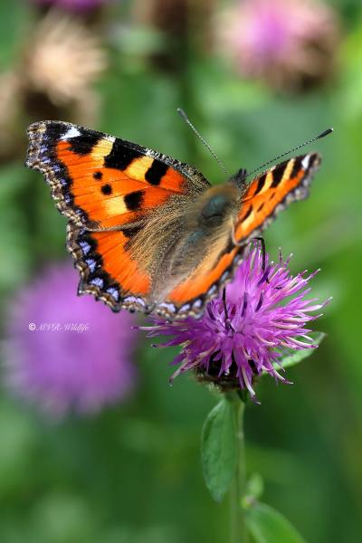 1_B65A6984-Kleine-vos-Aglais-Urticae-Small-Tortoiseshell-Kleiner-Fuchs-La-Petite-Tortue-Petit-renard_1