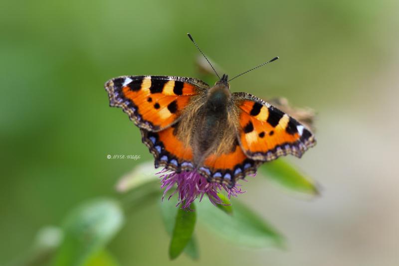 1_B65A7115-Kleine-vos-Aglais-Urticae-Small-Tortoiseshell-Kleiner-Fuchs-La-Petite-Tortue-Petit-renard_1