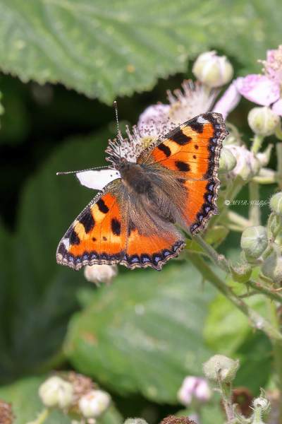 1_BR8A2241-Kleine-vos-Aglais-Urticae-Small-Tortoiseshell-Kleiner-Fuchs-La-Petite-Tortue-Petit-renard_1