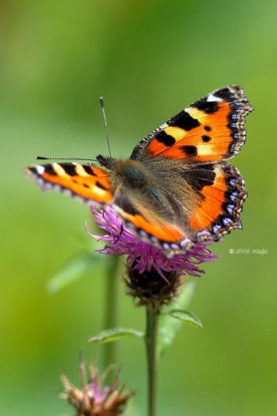 B65A7153-Kleine-vos-Aglais-Urticae-Small-Tortoiseshell-Kleiner-Fuchs-La-Petite-Tortue-Petit-renard_1