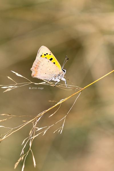 177A6679-Kleine-Vuurvlinder-Lycaena-Phlaeas-Small-Copper-Kleiner-Feuerfalter-Le-Bronze_1