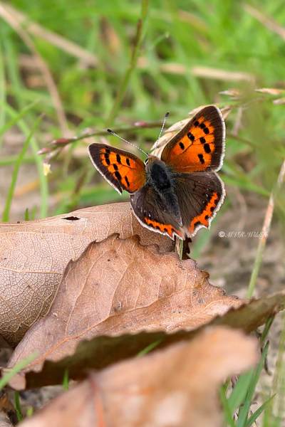 B65A5956-Kleine-Vuurvlinder-Lycaena-Phlaeas-Small-Copper-Kleiner-Feuerfalter-Le-Bronze_1
