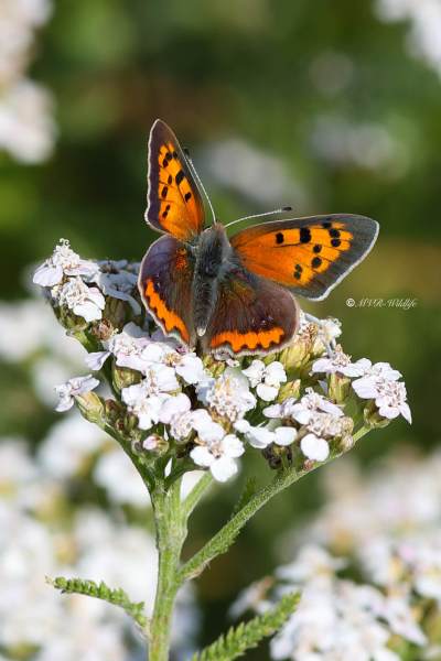 B65A6344-Kleine-Vuurvlinder-Lycaena-Phlaeas-Small-Copper-Kleiner-Feuerfalter-Le-Bronze_1