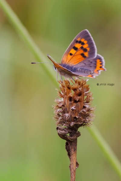 BR8A4620-Kleine-Vuurvlinder-Lycaena-Phlaeas-Small-Copper-Kleiner-Feuerfalter-Le-Bronze_1